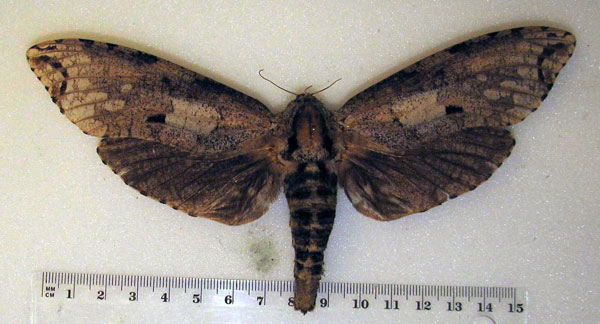 /filer/webapps/moths/media/images/C/crassa_Stigocossus_A_HDOU.jpg