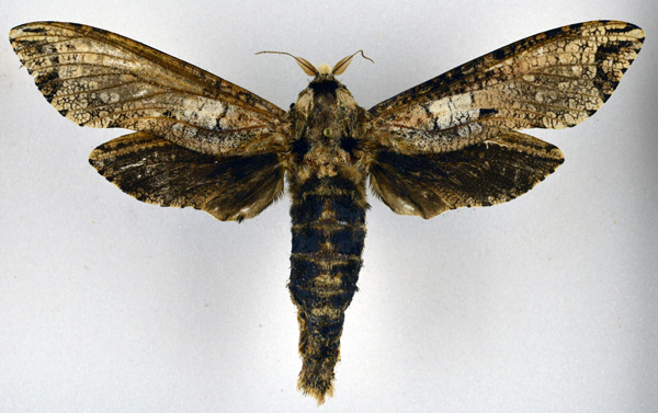 /filer/webapps/moths/media/images/C/crassa_Strigocossus_AM_NHMO.jpg