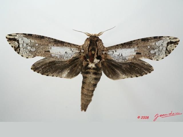 /filer/webapps/moths/media/images/C/crassa_Strigocossus_A_Alberta.jpg