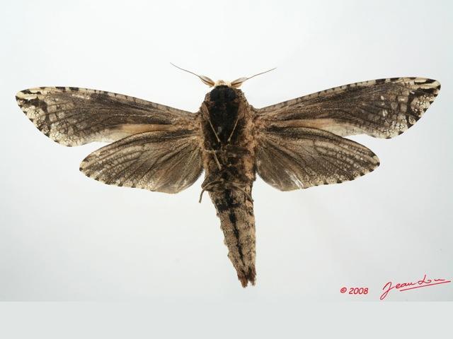 /filer/webapps/moths/media/images/C/crassa_Strigocossus_A_Albertb.jpg
