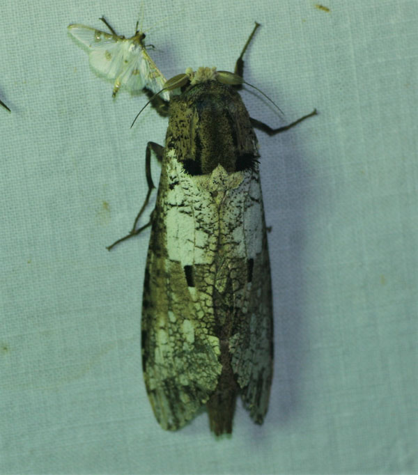 /filer/webapps/moths/media/images/C/crassa_Strigocossus_A_Jorpeland.jpg