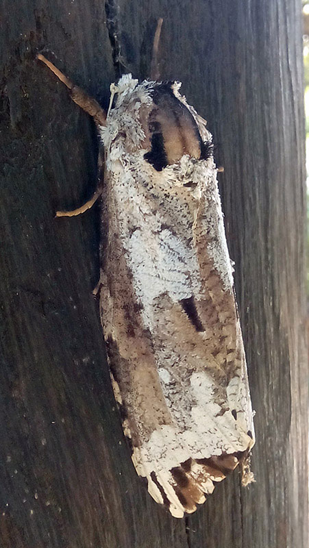 /filer/webapps/moths/media/images/C/crassa_Strigocossus_A_Muddeman.jpg