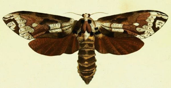 /filer/webapps/moths/media/images/C/crassa_Strigocossus_HT_Drury_3_2_1.jpg