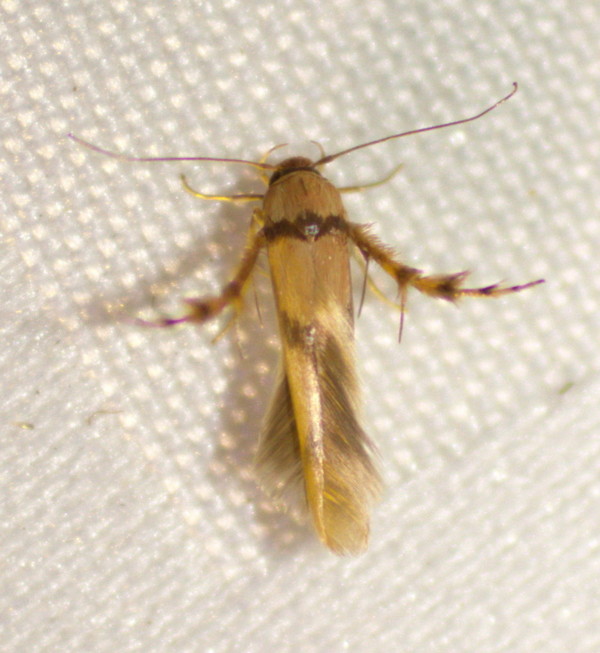 /filer/webapps/moths/media/images/C/crassella_Stathmopoda_A_Heyns_01.jpg