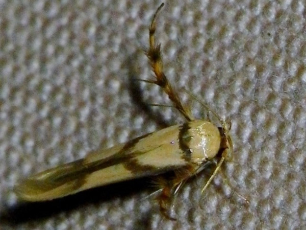 /filer/webapps/moths/media/images/C/crassella_Stathmopoda_A_Liebenberg.jpg