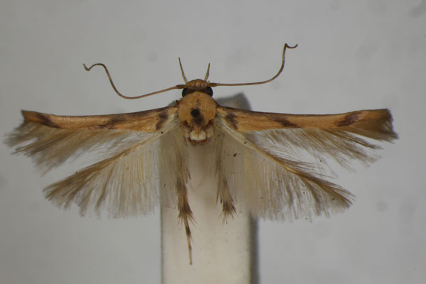 /filer/webapps/moths/media/images/C/crassella_Stathmopoda_PLT_BMNH.jpg