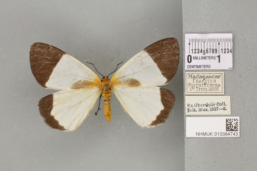 /filer/webapps/moths/media/images/C/crassiantennata_Nyctemera_STM_BMNH_02a.jpg