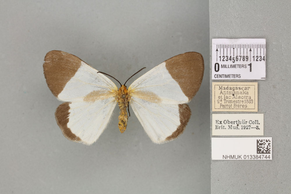 /filer/webapps/moths/media/images/C/crassiantennata_Nyctemera_STM_BMNH_03a.jpg