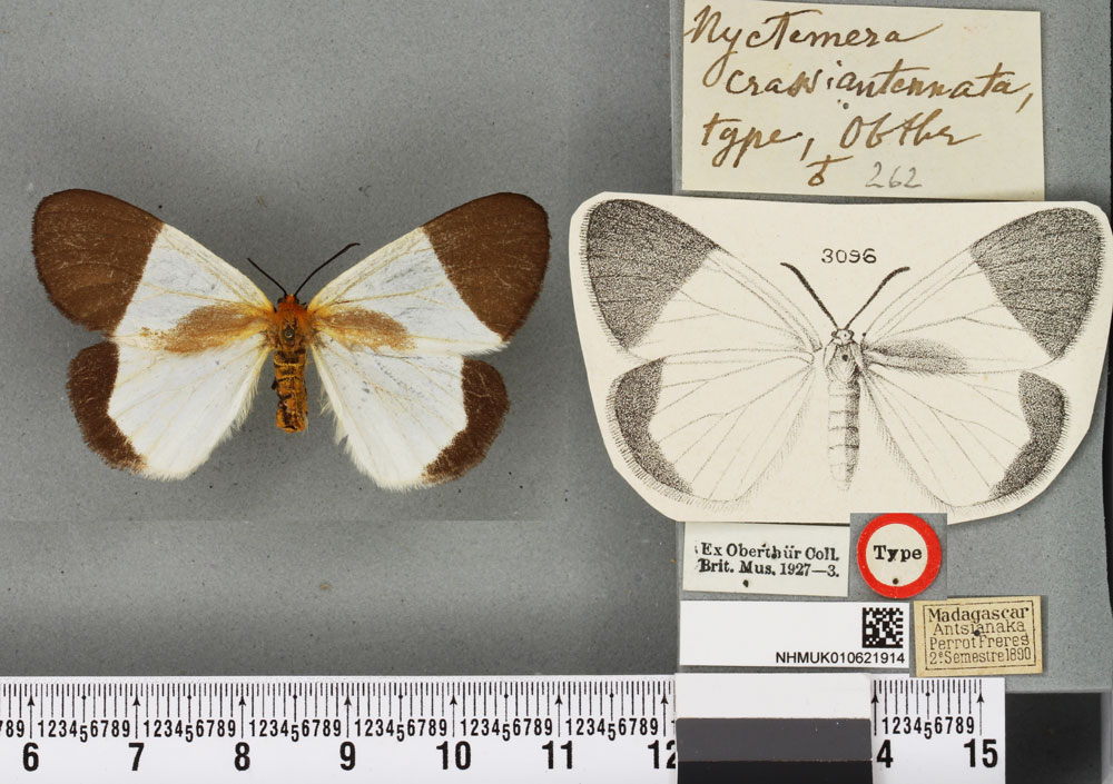 /filer/webapps/moths/media/images/C/crassiantennata_Nyctemera_STM_BMNH_04a.jpg