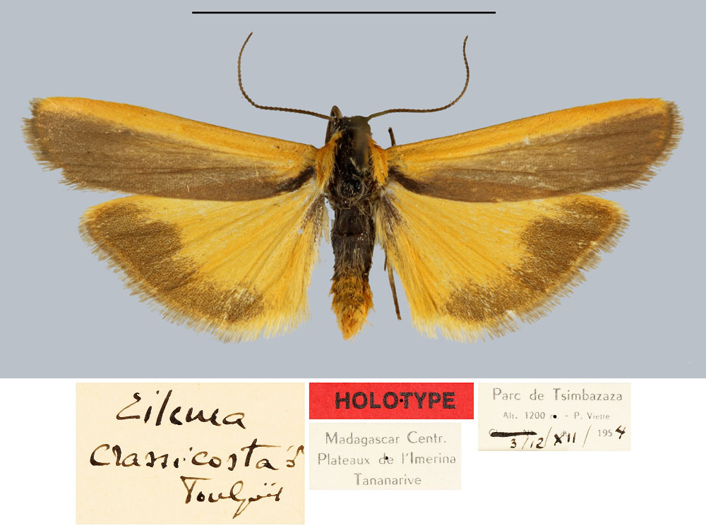 /filer/webapps/moths/media/images/C/crassicosta_Eilema_HT_MNHN.jpg