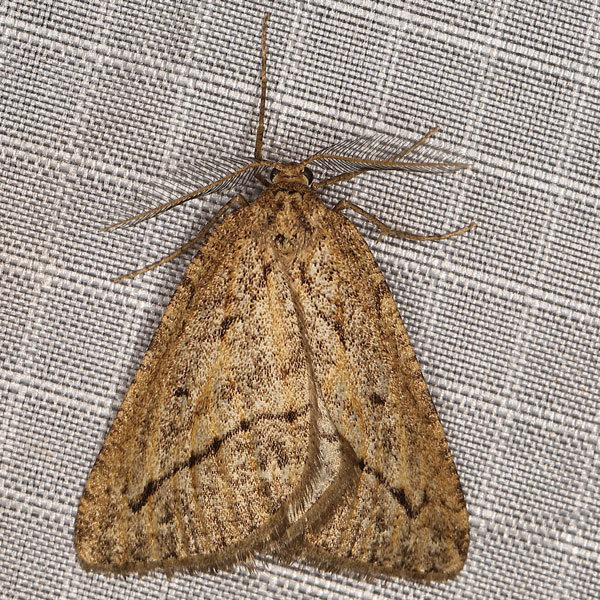 /filer/webapps/moths/media/images/C/crassidens_Hypotephrina_AM_Heynsa.jpg