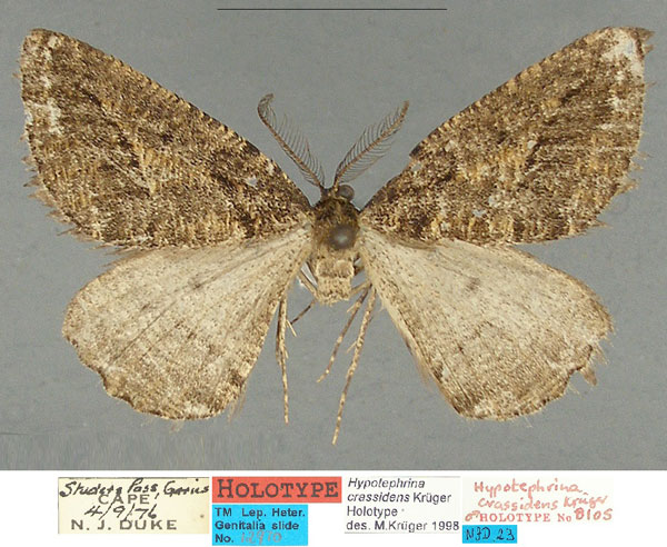 /filer/webapps/moths/media/images/C/crassidens_Hypotephrina_HT_TMSA_MHK9IVd.jpg