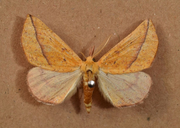 /filer/webapps/moths/media/images/C/crassifurca_Drepanogynis_A_Butler.jpg