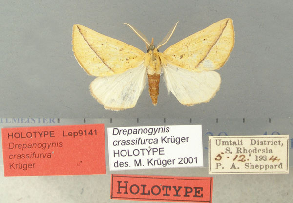 /filer/webapps/moths/media/images/C/crassifurca_Drepanogynis_HT_TMSA.jpg