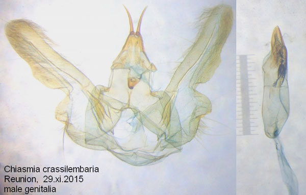 /filer/webapps/moths/media/images/C/crassilimbaria_Chiasmia_GM_Bippus.jpg