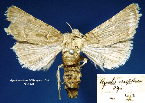 /filer/webapps/moths/media/images/C/crassilinea_Agrotis_HT_SNHMa.jpg