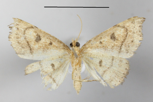 /filer/webapps/moths/media/images/C/crassilineata_Cautatha_A_MGCLb_01.JPG