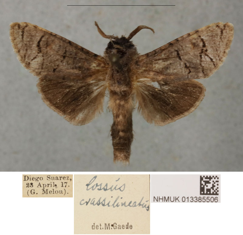 /filer/webapps/moths/media/images/C/crassilineatus_Cossus_LT_BMNH.jpg