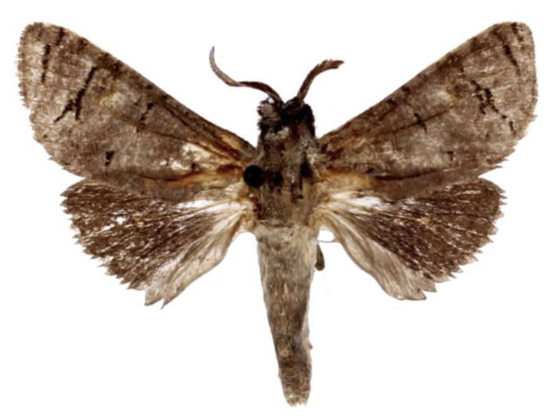 /filer/webapps/moths/media/images/C/crassilineatus_Cossus_PLT_BMNH.jpg