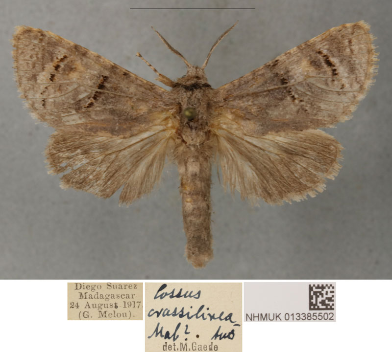 /filer/webapps/moths/media/images/C/crassilineatus_Cossus_PLT_BMNH_01.jpg