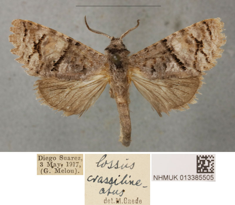 /filer/webapps/moths/media/images/C/crassilineatus_Cossus_PLT_BMNH_02.jpg