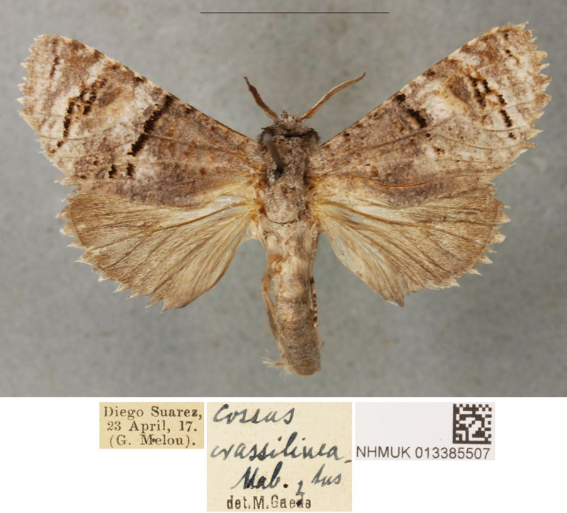 /filer/webapps/moths/media/images/C/crassilineatus_Cossus_PLT_BMNH_03.jpg