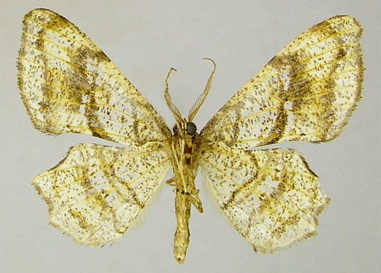 /filer/webapps/moths/media/images/C/crassimedia_Xenimpia_HT_ZSMb.jpg