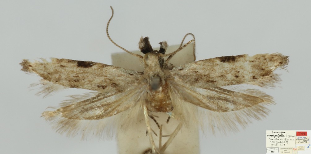 /filer/webapps/moths/media/images/C/crassipalpella_Anarsia_MHT_MNHN.jpg