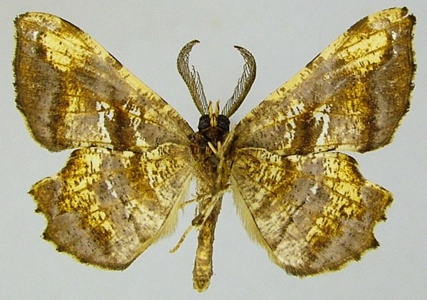 /filer/webapps/moths/media/images/C/crassipecten_Xenimpia_AM_ZSMb.jpg