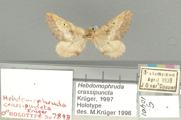 /filer/webapps/moths/media/images/C/crassipuncta_Hebdpomophruda_HT_TMSA.jpg
