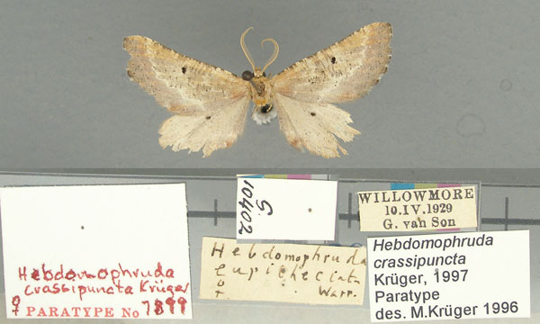 /filer/webapps/moths/media/images/C/crassipuncta_Hebdpomophruda_PT_TMSA.jpg