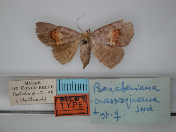 /filer/webapps/moths/media/images/C/crassisquama_Bonaberiana_AT_RMCA_01.jpg