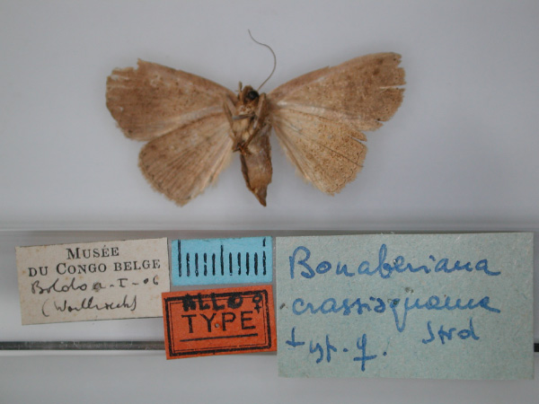 /filer/webapps/moths/media/images/C/crassisquama_Bonaberiana_AT_RMCA_02.jpg