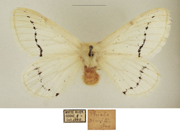 /filer/webapps/moths/media/images/C/crassistriga_Phiala_AF_TMSA_02.jpg