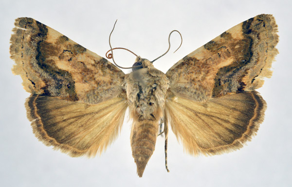 /filer/webapps/moths/media/images/C/crassivalva_Acontia_AF_NHMO.jpg