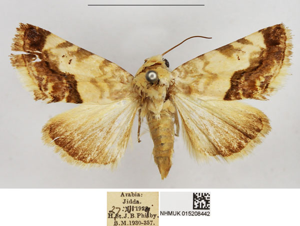 /filer/webapps/moths/media/images/C/crassivalva_Acontia_AF_NHMUK.jpg