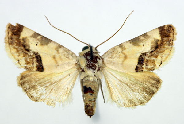 /filer/webapps/moths/media/images/C/crassivalva_Acontia_AM_Aulombard_02.jpg