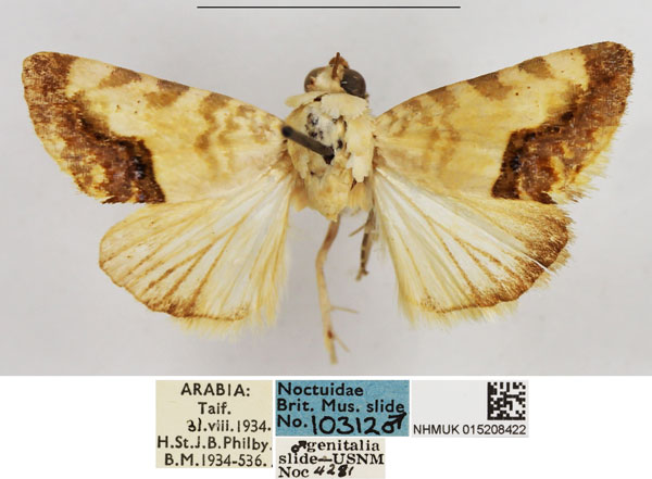 /filer/webapps/moths/media/images/C/crassivalva_Acontia_AM_NHMUK.jpg