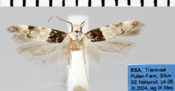 /filer/webapps/moths/media/images/C/craterota_Neotelphusa_AM_ZMHB.jpg