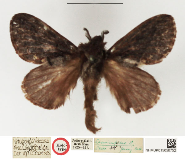 /filer/webapps/moths/media/images/C/craterum_Streblote_HT_NHMUK.jpg