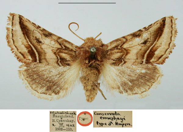 /filer/webapps/moths/media/images/C/craushayi_Conservula_HT_BMNH_6eGMRII.jpg