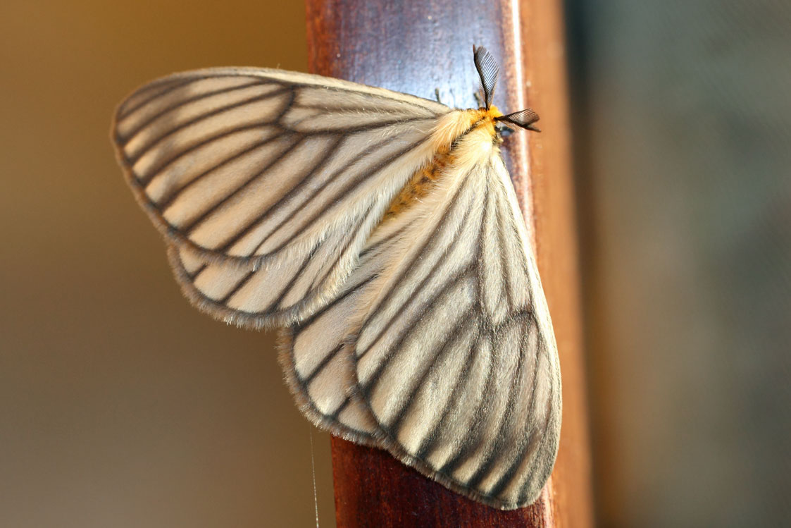 /filer/webapps/moths/media/images/C/crawhayi_Hibrildes_A_Voaden_01.jpg