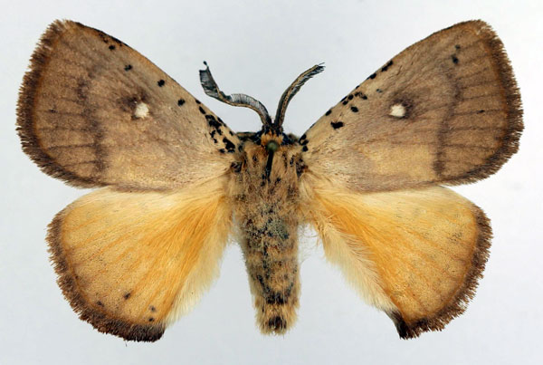 /filer/webapps/moths/media/images/C/crawshayi_Chrysopoloma_AM_Basquin.jpg