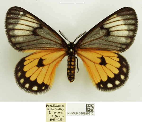 /filer/webapps/moths/media/images/C/crawshayi_Hibrildes_AF_NHMUK_01_4aLe7mS.jpg
