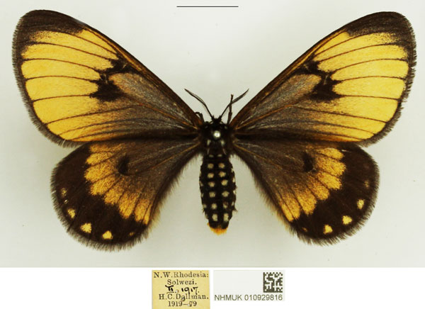 /filer/webapps/moths/media/images/C/crawshayi_Hibrildes_AF_NHMUK_02.jpg