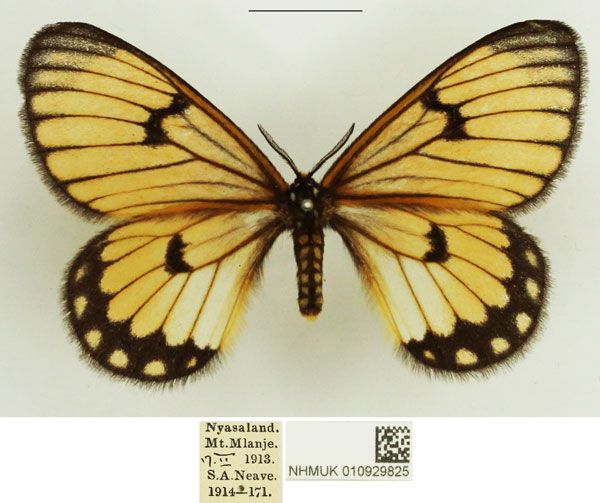 /filer/webapps/moths/media/images/C/crawshayi_Hibrildes_AF_NHMUK_03.jpg