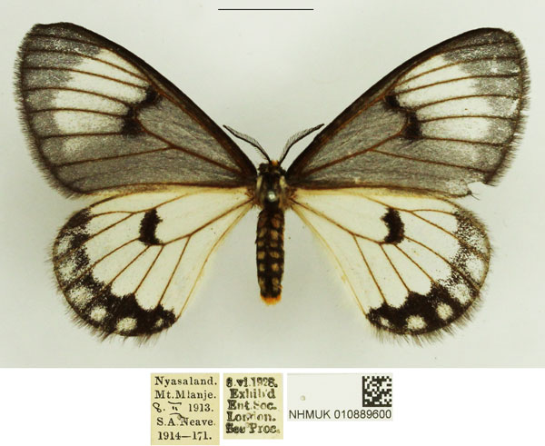 /filer/webapps/moths/media/images/C/crawshayi_Hibrildes_AF_NHMUK_04.jpg