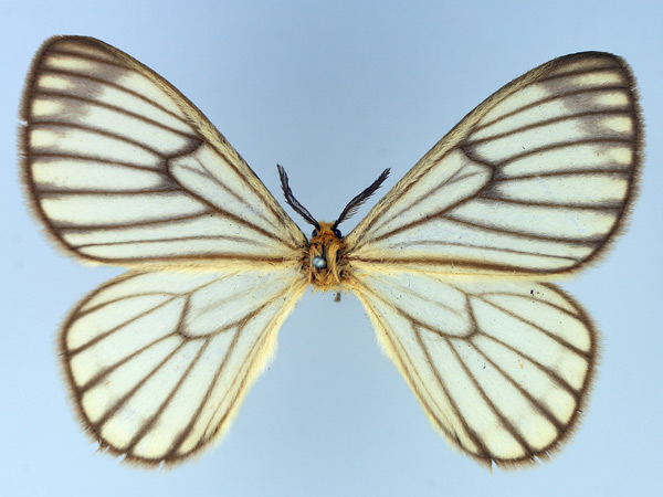/filer/webapps/moths/media/images/C/crawshayi_Hibrildes_AF_TMSA.jpg
