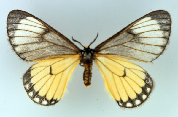 /filer/webapps/moths/media/images/C/crawshayi_Hibrildes_AM_TMSA_01.jpg