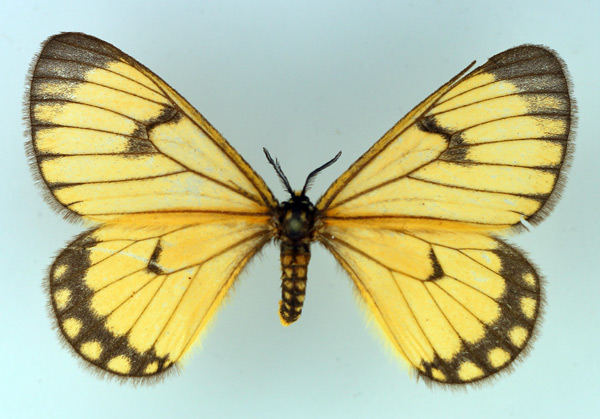 /filer/webapps/moths/media/images/C/crawshayi_Hibrildes_AM_TMSA_02.jpg
